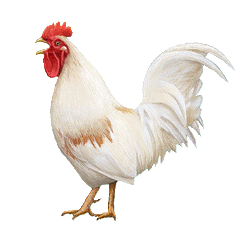 le coq la poule le coq la poule